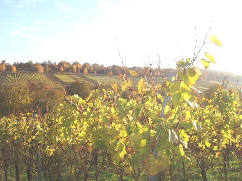 Vignes  l'autome prs du Gite en Alsace